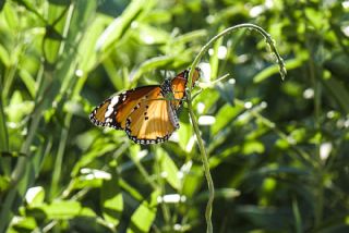 Sultan (Danaus chrysippus)