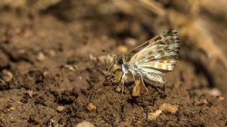 Cezayir Zpzp (Carcharodus stauderi)