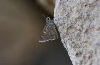 Alsides Zpzp (Eogenes alcides)