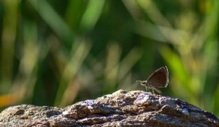 Kara Zpzp (Erynnis marloyi)