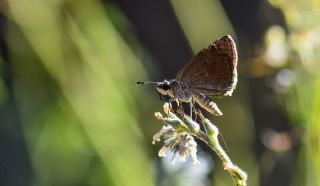 Kara Zpzp (Erynnis marloyi)