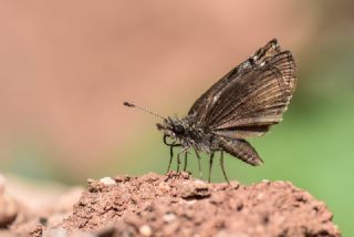 Kara Zpzp (Erynnis marloyi)