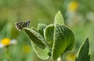 Kzl Zpzp (Spialia orbifer)