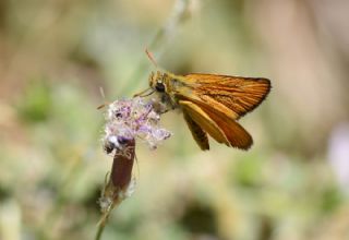 Yeni Zpzp (Thymelicus novus)