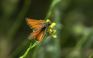 Yeni Zpzp (Thymelicus novus)