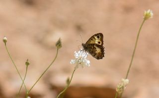 Anadolu Yalanccads (Pseudochazara anthelea)