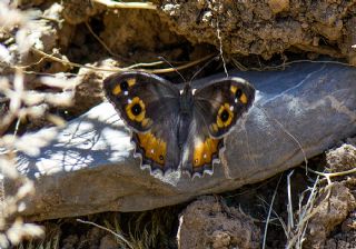 Levantin Yalanccads (Pseudochazara pelopea)