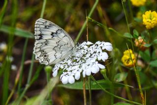 l Melikesi (Melanargia grumi)