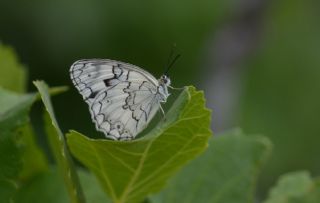 l Melikesi (Melanargia grumi)