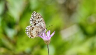 ��l Melikesi&nbsp;(Melanargia&nbsp;grumi)
