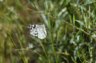 l Melikesi (Melanargia grumi)