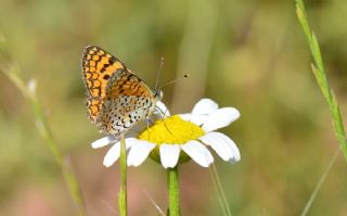 Hatayl parhan (Melitaea collina)