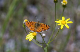 Hatayl parhan (Melitaea collina)