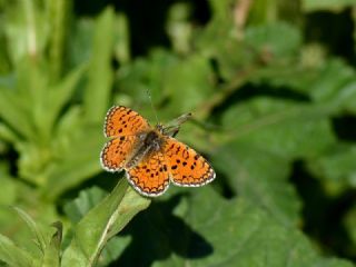Hatayl parhan (Melitaea collina)