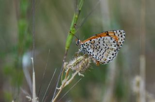 ranl parhan (Melitaea persea)