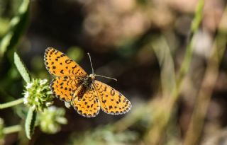 ranl parhan (Melitaea persea)