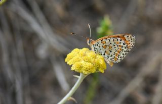 ranl parhan (Melitaea persea)