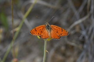 ranl parhan (Melitaea persea)