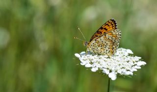 Cezayirli parhan (Melitaea ornata)