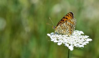 Cezayirli parhan (Melitaea ornata)