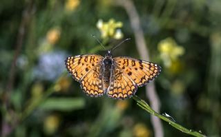 Benekli Byk parhan (Melitaea phoebe)