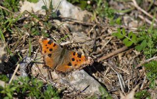 Karaaa Nimfalisi (Inachis polychloros)