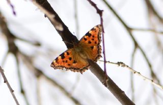 Karaaa Nimfalisi (Inachis polychloros)