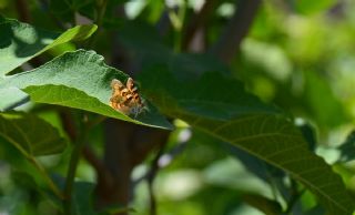 Anadolu ehzadesi (Thaleropis ionia)