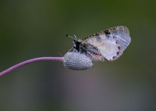 Kk Yalanc Apollo (Archon apollinaris)