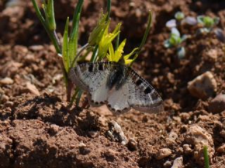 Kk Yalanc Apollo (Archon apollinaris)