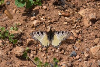 Kk Yalanc Apollo (Archon apollinaris)