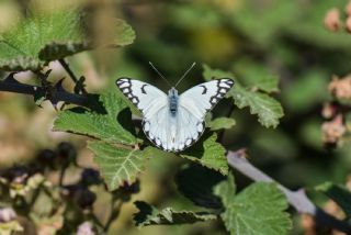 Beyaz nc (Belenois aurota)