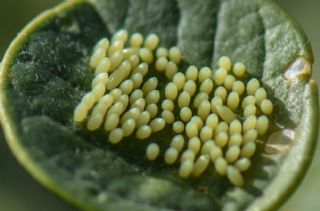 Beyaz nc (Belenois aurota)