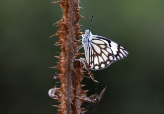 Beyaz nc (Belenois aurota)