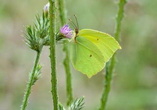 Anadolu Orakkanad (Gonepteryx farinosa)