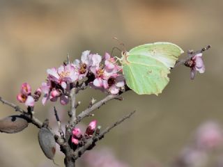 Anadolu Orakkanad (Gonepteryx farinosa)