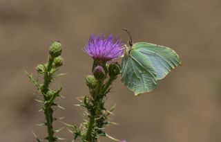 Orakkanat (Gonepteryx rhamni)