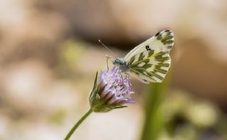 Kk Beneklimelek (Pontia chloridice)