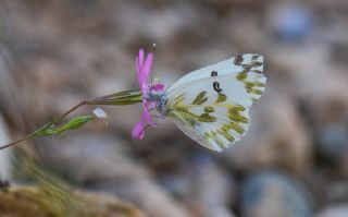 Kk Beneklimelek (Pontia chloridice)