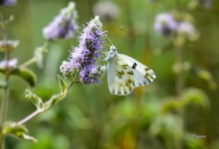 Kk Beneklimelek (Pontia chloridice)