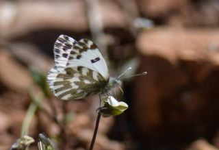 Kk Beneklimelek (Pontia chloridice)