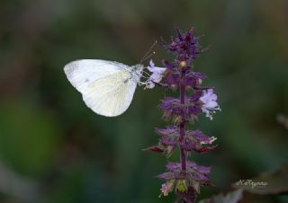 ran Beyazmelei (Pieris persis)