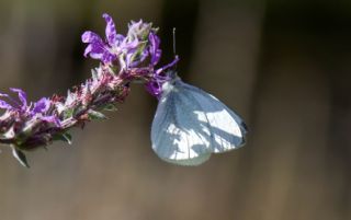 ran Beyazmelei (Pieris persis)