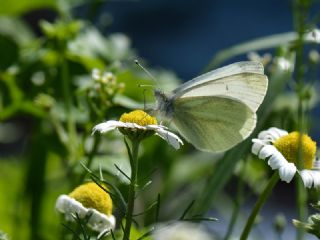 ran Beyazmelei (Pieris persis)