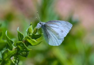 ran Beyazmelei (Pieris persis)