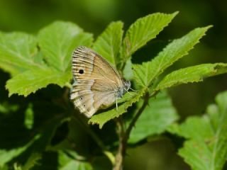 ran Zpzp Perisi (Coenonympha saadi)