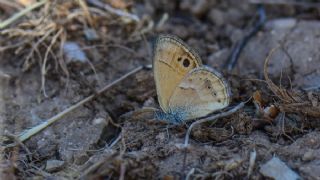 ran Zpzp Perisi (Coenonympha saadi)