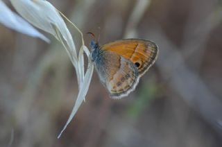 ran Zpzp Perisi (Coenonympha saadi)