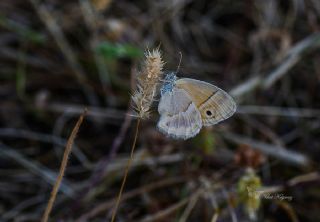 ran Zpzp Perisi (Coenonympha saadi)