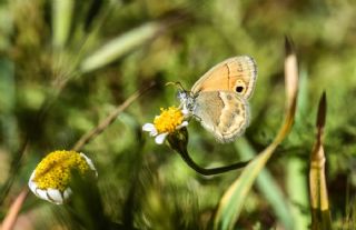 ran Zpzp Perisi (Coenonympha saadi)